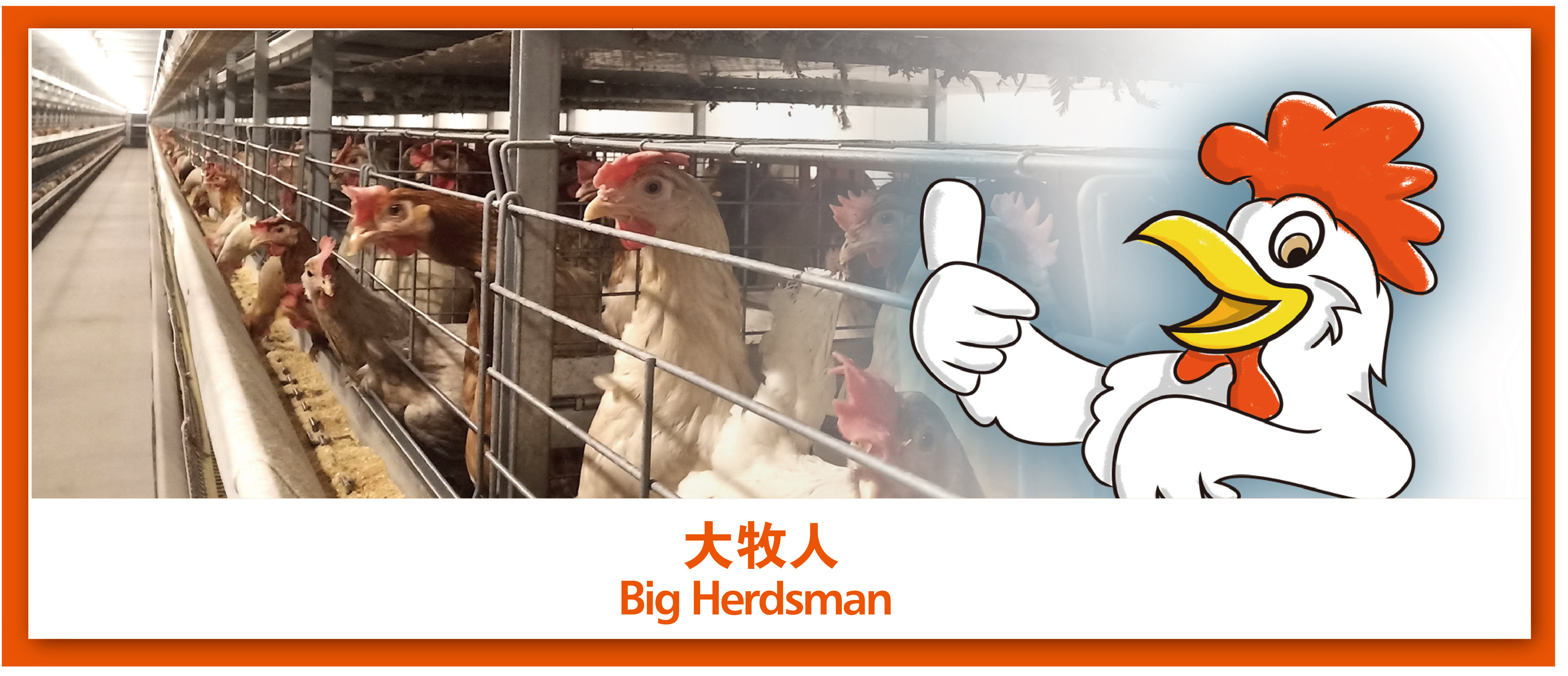 逐梦国际刮片链式喂料系统——精准送料养好鸡！